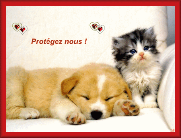 Afficher l'image d'origine