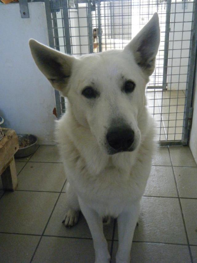 A adopter, Twist 4 ans (se trouve en Meuse 55) Twist-2d4dff0